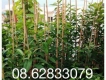 Bán cây vối nếp bắc tại thủ đức