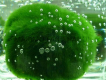 Bán sỉ và lẻ Marimo (tảo cầu thủy sinh Nhật Bản) ngộ nghĩnh