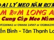 nấm rơm tươi - bịch phôi nấm rơm