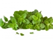 Lá Oregano có nhiều công dụng