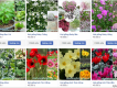 Siêu Thị Hạt Giống Hoa, Hạt Giống Rau-Củ-Quả Mini - Ship Toàn Quốc - Giao Hàng Tận Nơi