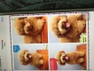 Phoi giong poodle nhập thai