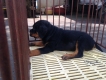 BÁN CHÓ rottweiler HÀNG CHUẨN