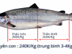 Cá hồi Chi-Lê - Giá : 240,000đ/Kg