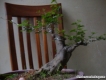 Bonsai đẹp!!!!!!!!!