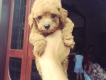Bán Poodle Tiny Thuần Chủng - Rất đẹp