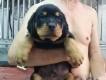 Rottweiler 2 tháng mõm vuông , mũi gãy , chân gấu