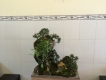 Gò Vấp - Bonsai mini-tiểu cảnh, nhận setup hồ thủy sinh để bàn