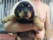 Rottweiler , Tacken , Chiwawa hàng đẹp đây