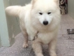 Samoyed cái trưởng thành giá hạt dẻ