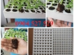 Vỉ Xốp Ươm Cây Giống