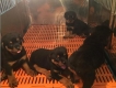 Rottweiler 2 tháng hàng cực đẹp