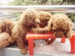 Bán chó đực tiny poodle nâu đỏ
