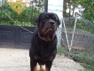 Phối giống Rottweiler Đức size lớn