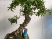 [HCM] Bonsai Anh Tuấn - Mua bán cây bon sai, cây để bàn, cây trang trí vườn - click để xem chi tiết