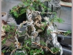 Cây Cần Thăng bám Tiểu cảnh non bộ đá giá 1.5 triệu và nhiều bonsai khác
