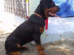Cần bán chó Rottweiler