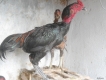 Gà đòn tơ gốc An Nhơn Bình Định MS01(mới chuyển vào nhiều loại,nhiều kích cỡ)
