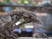 Thủy sinh và bonsai chú Uẩn