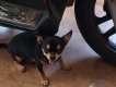 Bán 2 em chó chihuahua
