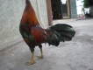 bán 2 con gà tre
