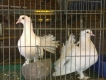 Bồ câu Nhật 500k/cặp