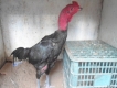 Gà đòn tơ gốc An Nhơn Bình Định MS02(mới chuyển vào nhiều loại,nhiều kích cỡ)