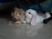 Thỏ Kiểng LionHead + MiniLop cần bán nhanh