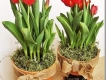 Trồng tulip từ củ bằng nước và đất chơi tết 2015