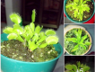 Cây ăn thịt, cây nắp ấm, cây bẫy kẹp, cây bắt ruồi, cây bắt mồi (caybatmoi@yahoo.com)