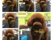 HCM - Nhận phối giống poodle ở TPHCM