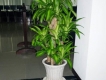 Bán và cho thuê cây cảnh nội, ngoại thất văn phòng, event, lễ tết
