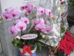 Hoa Lan Hồ Điệp Kết Chậu Giá Tốt