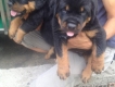 Chó Rottweiler 57 ngày tuổi