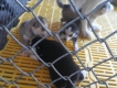 [HCM] Tìm Nhà Mới Cho Các Bé Husky
