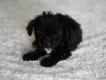 [HCM] Bán Poodle Toy 2 tháng tuổi
