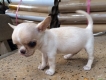 Chuyên nhận phối giống chó Chihuahua, Poodle hàng VIP