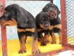 Chó rottweiler con