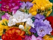 Iris-crocus-freesia-muscari