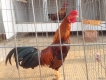 gà tre lai mỹ , peru lai mỹ