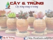 cây trồng trong vỏ trứng