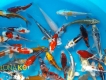 [Toàn Quốc] Lô cá Koi Tosai Nhật chất lượng cao - Luna Koi Farm