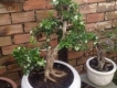 cần bán gấp cây nguyệt quế bonsai để bàn giá tốt