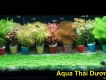 Bán vài loại cây thủy sinh.