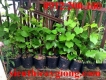 mua bán giống cây nho Pháp,Bán cây giống nho Pháp,nho tím Ninh Thuận
