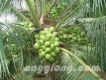 Dừa xiêm xanh lùn - 2.5 năm cho trái [Công ty Nông trang Island]