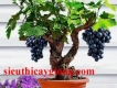 Tphcm,bán giống cây nho mỹ nho đen,mua bán giống cây nho mỹ nho xanh tại Hà Nội
