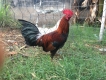 Trại gà tre Jap - Asil - Peru - Mỹ. Giá tốt !!!