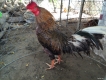 Cambodia_chienke  Bổn gà mỏ cày thách thức mọi chảo lửa
