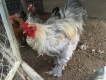 Cần Bán Gà đen, Gà Brahma